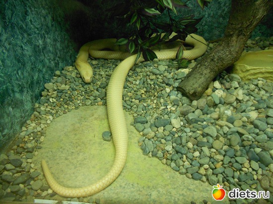 Одна из кобр, альбом: Тульский экзотариум