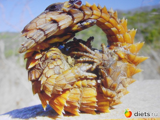 Шипохвост в "философской позе", альбом: Тульский экзотариум