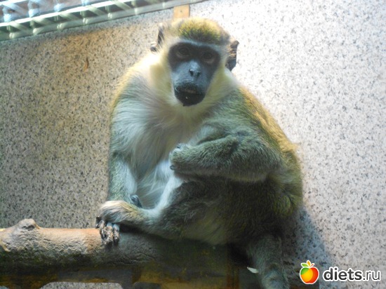 Зеленая мартышка, альбом: Тульский экзотариум