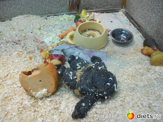 Мартышкины игрушки, альбом: Тульский экзотариум