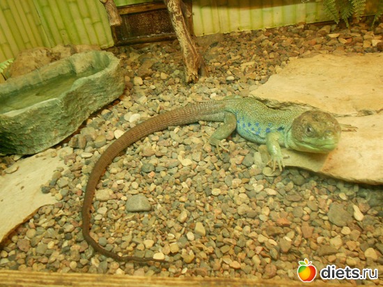 Жемчужная ящерица, альбом: Тульский экзотариум