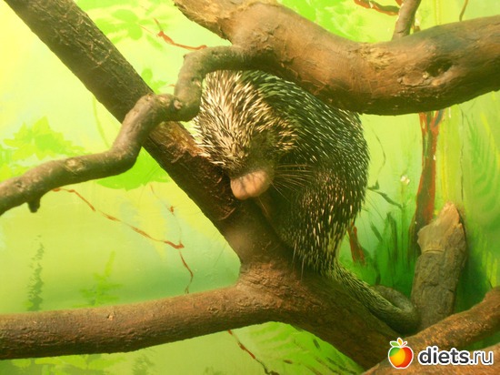 Древесный цепкохвостый дикообраз, альбом: Тульский экзотариум