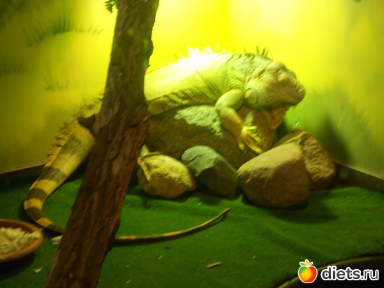 Зеленая игуана, альбом: Тульский экзотариум