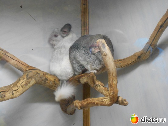 Шиншиллы, альбом: Тульский экзотариум