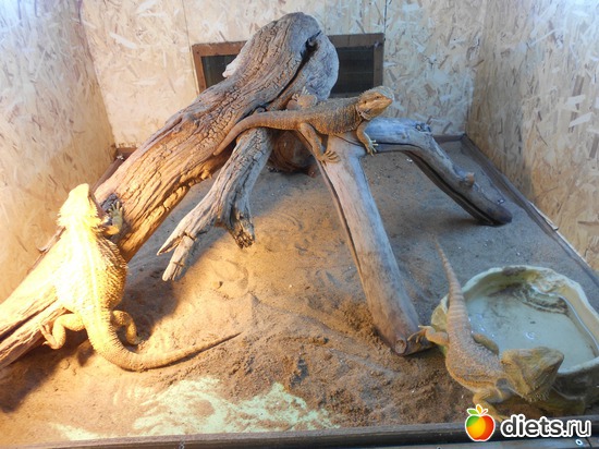 Варанчики, альбом: Тульский экзотариум