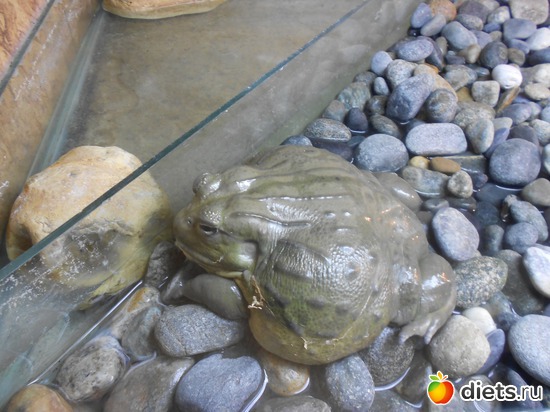 Бородавчатая "царевна", альбом: Тульский экзотариум