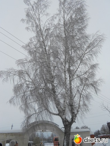 У ворот березонька стояла..., альбом: Свято-Никольский Венев монастырь