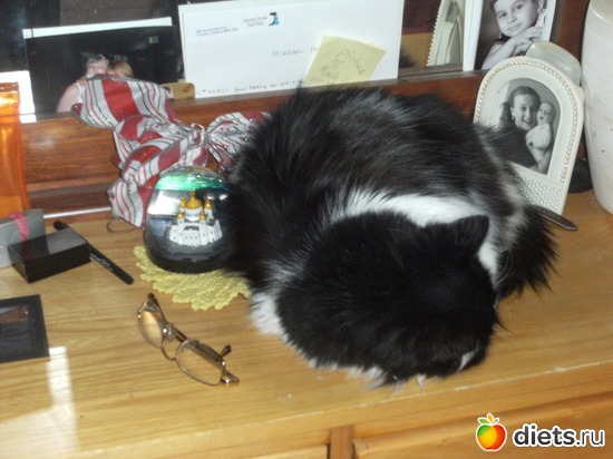 URMIK, ������: OUR PETS