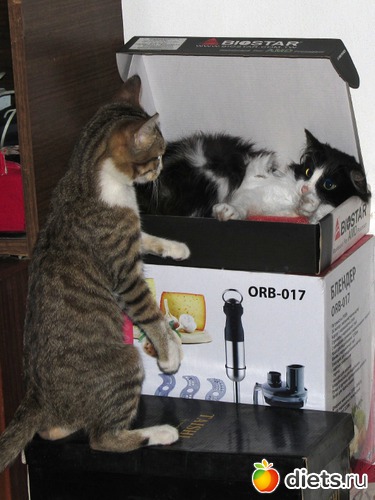 69 фото: кошки