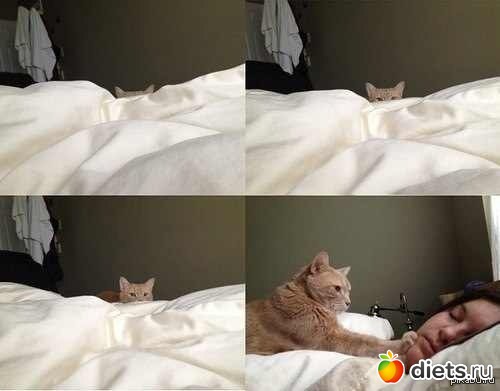 ������ �������