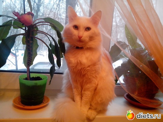 7 фото: мои домашние любимки