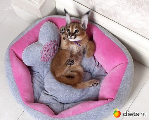 Мечты мечты