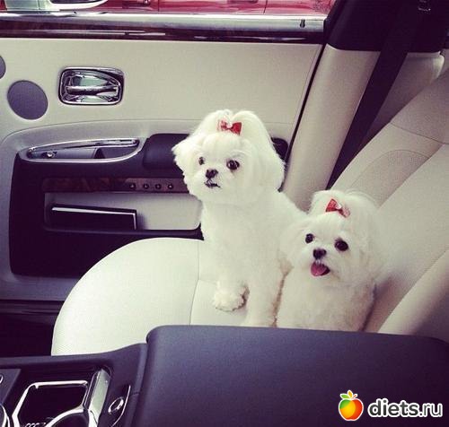 Мечты мечты