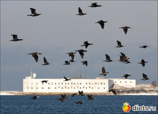 10 ����: �����������