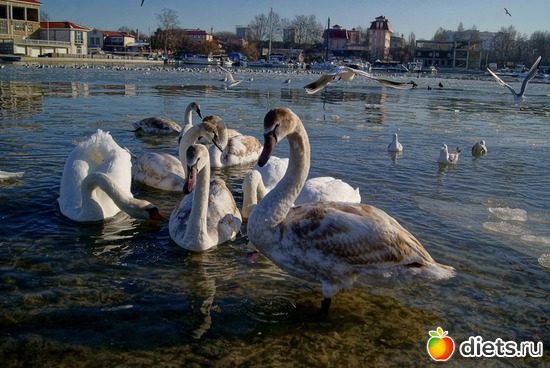 12 ����: �����������