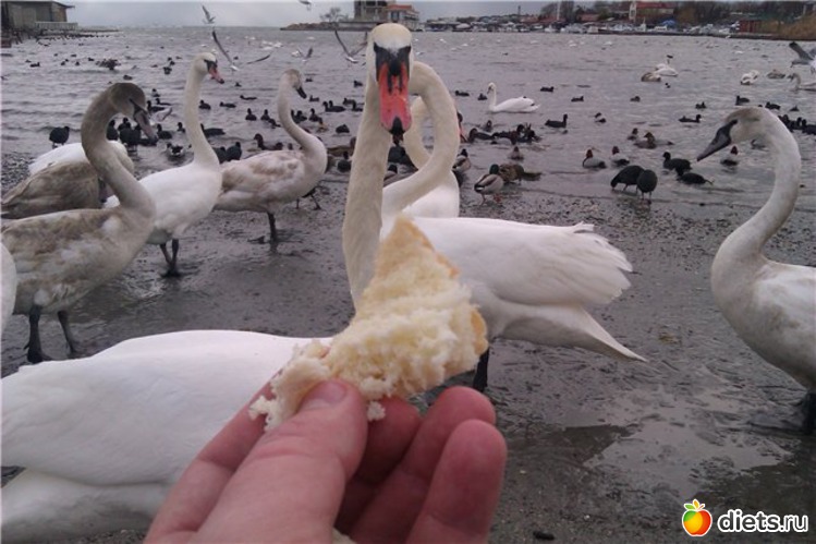 20 ����: �����������