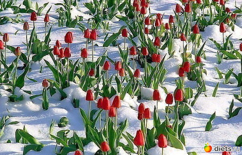 4 фото: Мечты мечты