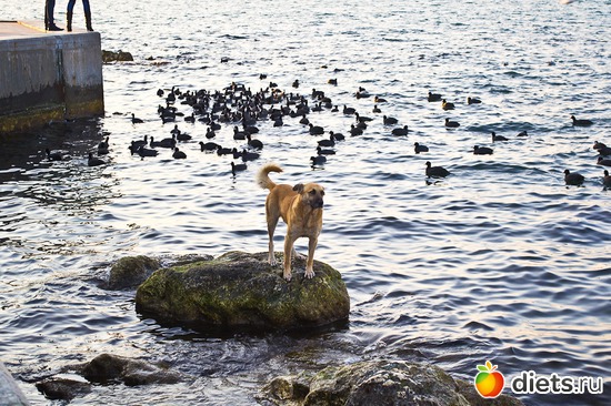 21 ����: �����������