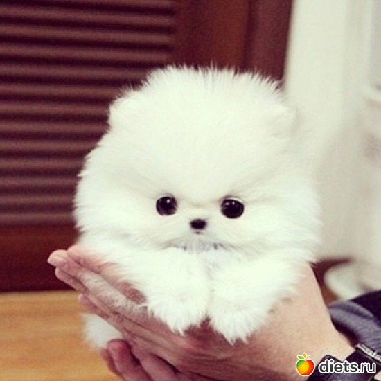 7 фото: Мечты мечты