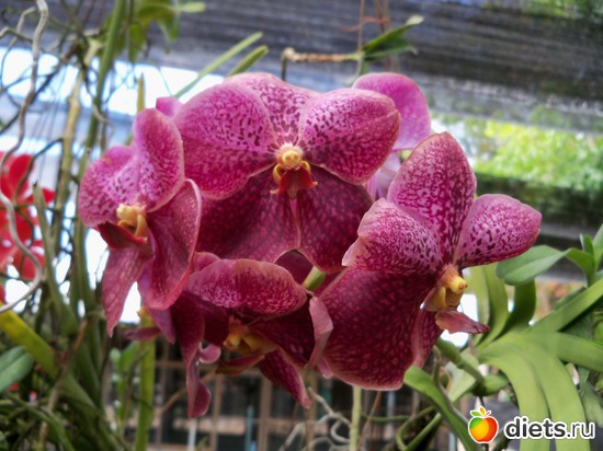41 ����: Phuket orchid Farm