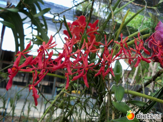 42 ����: Phuket orchid Farm
