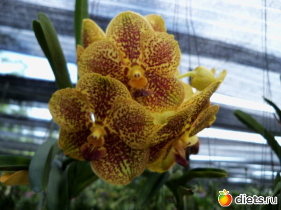 43 ����: Phuket orchid Farm
