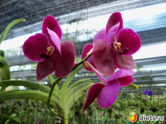 46 ����: Phuket orchid Farm