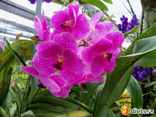 47 ����: Phuket orchid Farm