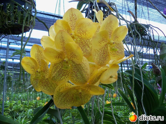 49 ����: Phuket orchid Farm