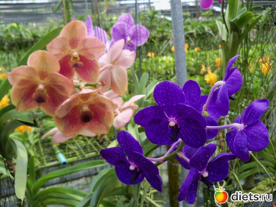 52 ����: Phuket orchid Farm