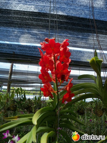 55 ����: Phuket orchid Farm