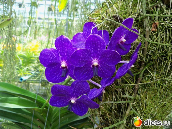 56 ����: Phuket orchid Farm