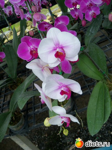 58 фото: Phuket orchid Farm