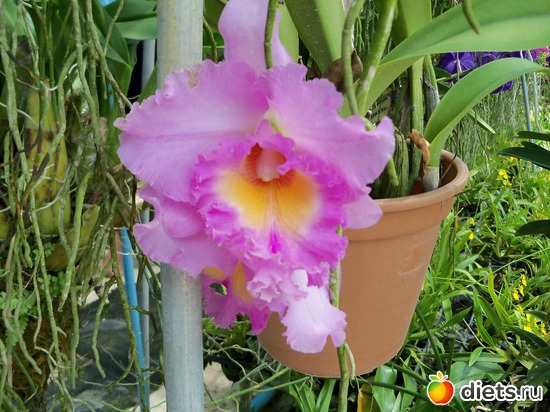 61 фото: Phuket orchid Farm