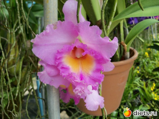 62 фото: Phuket orchid Farm