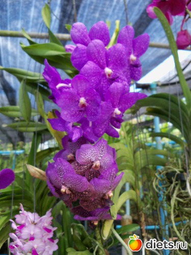 63 ����: Phuket orchid Farm