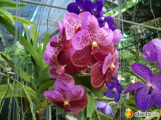 64 ����: Phuket orchid Farm