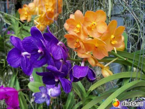 66 фото: Phuket orchid Farm