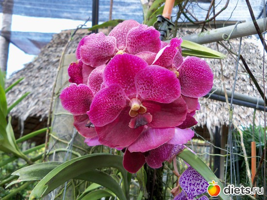 67 ����: Phuket orchid Farm