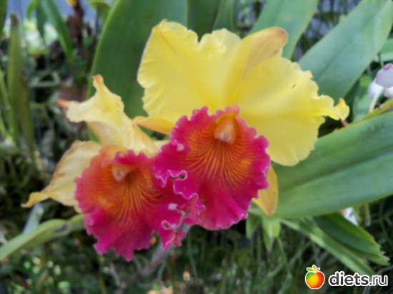 68 ����: Phuket orchid Farm