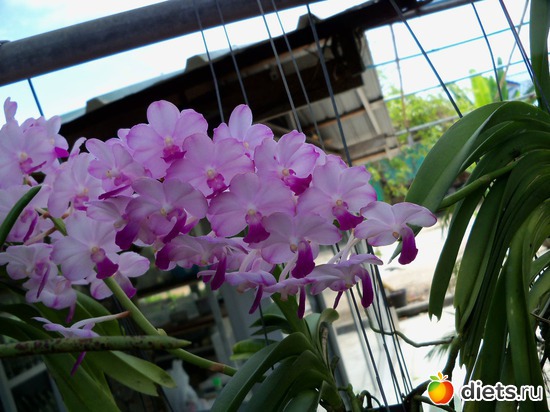 69 ����: Phuket orchid Farm