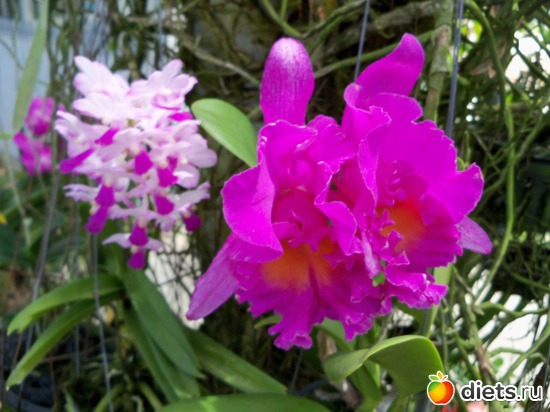 70 ����: Phuket orchid Farm