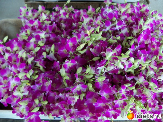 71 ����: Phuket orchid Farm