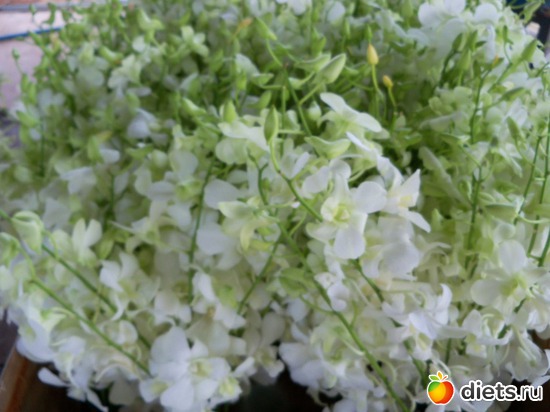 72 ����: Phuket orchid Farm