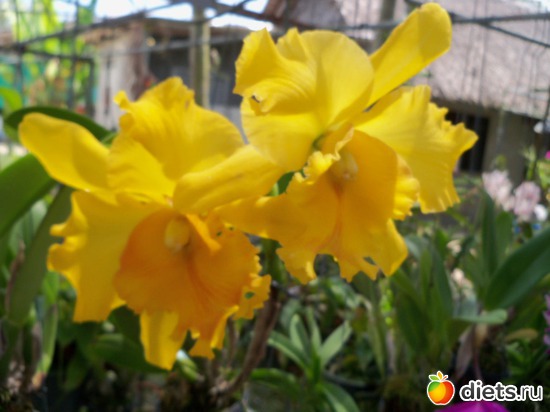 73 ����: Phuket orchid Farm