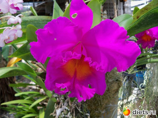 74 ����: Phuket orchid Farm