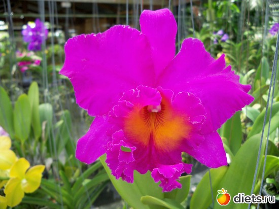 75 ����: Phuket orchid Farm