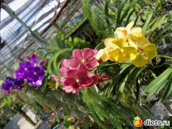 76 ����: Phuket orchid Farm