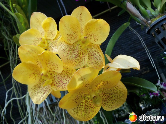 79 ����: Phuket orchid Farm