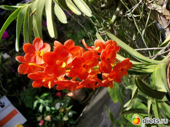 80 ����: Phuket orchid Farm